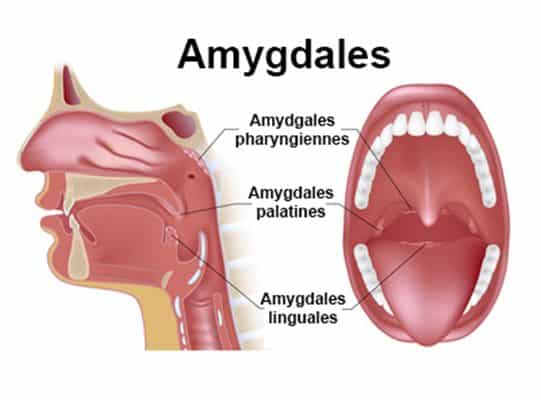 décisions émotionnelles et raisons rationnelles : à ne pas confondre avec les amygdales (gorge)